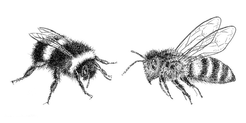 pen and ink British bees